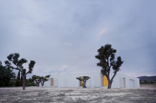 The pure white house disappears into the skyline, allowing the trees to take centerstage.