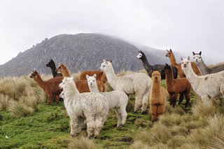All About Alpaca - Photo 1 of 3 - Alpacas were raised for their fleece, which was exclusively worn by royalty; Source: Philippe Lavoie/Wikimedia Commons