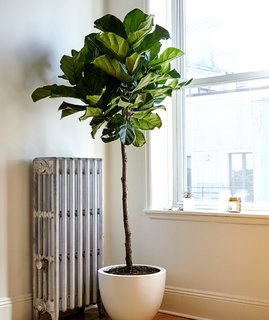 Why Plants Improve Mornings, by The Sill - Photo 3 of 4 - Fiddle leaf fig plants are great for early risers; Source: Sidney Bensimon/The Sill