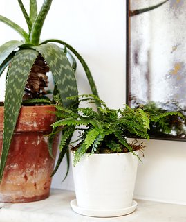 Why Plants Improve Mornings, by The Sill - Photo 4 of 4 - Although ferns need regular watering, they don't require much light; Source: Sidney Bensimon/The Sill