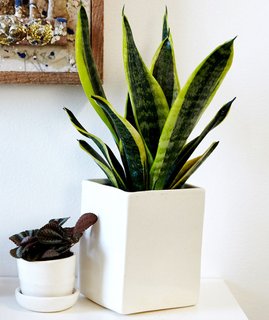 Why Plants Improve Mornings, by The Sill - Photo 2 of 4 - Hit the snooze button often? Select the snake plant; Source: Sidney Bensimon/The Sill
