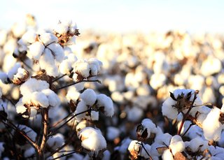 Authentic Egyptian long-staple cotton is the top dog of quality Bedding; Source: Denim Hunters