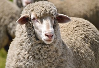 Merino sheep can wear up to 15 pounds of wool while Merino rams can carry up to 40; Source: Core Merino