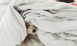 Emily Katz on How to Give a Bedroom Good Vibes - Photo 2 of 4 - Bringing a loved one into your room – like a pet – adds positive energy; Source: Emily Katz/Parachute 