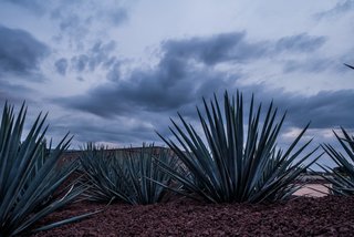 Local agave plants used in Tequila production compliment outdoor landscaping. 