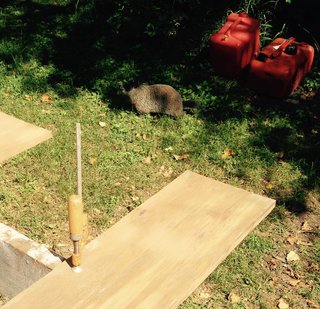 This guy—I named him Chuck—kept me company from time to time as I "toiled" cleaning up the lumber under the beautiful North Woods sun, surrounded by tall, whispering pines. Nice work, if you can get it.