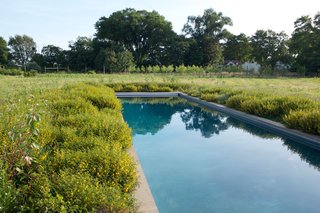 Tall indigenous wetland grasses grow fecund, right up to the border of the saltwater swimming pool. 