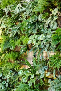 Check Out This Brooklyn Hotel's Dramatic Living Wall Installation - Photo 5 of 6 -