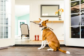 Best Smart Devices For Pet Care - Dwell