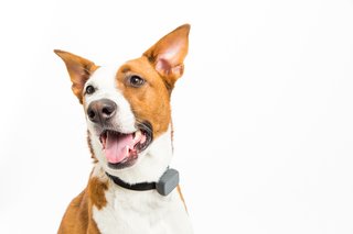 Whistle is a lightweight, waterproof activity and location tracker for your pet.