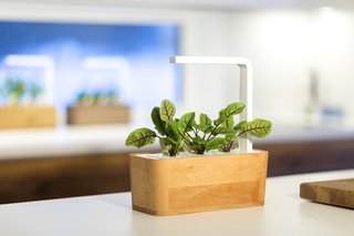 Clueless About Gardening? These 5 Smart Planters Can Help - Photo 4 of 9 -