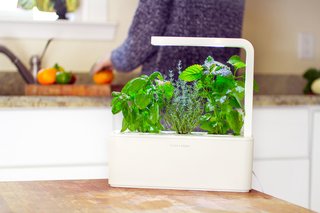 Clueless About Gardening? These 5 Smart Planters Can Help - Photo 3 of 9 -