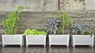 Clueless About Gardening? These 5 Smart Planters Can Help - Photo 1 of 9 -