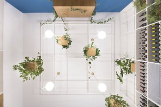The hanging plants were inspired by the existing 200-year-old Cycas palm in the garden.