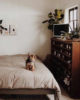 Natasha and Brett's little dog, Pinecone, sits on their cozy duvet.