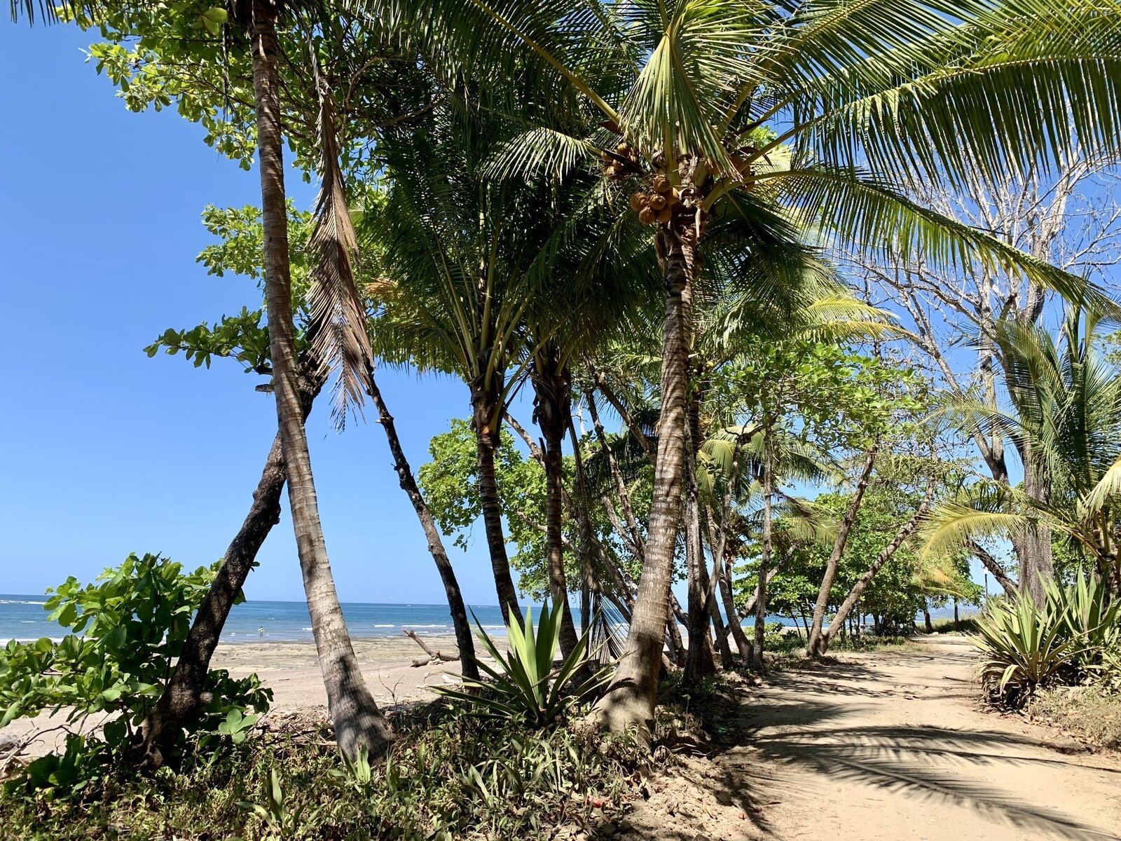 Photo 4 of 5 in Spectacular Manzanillo Beachfront by 2Costa Rica Real