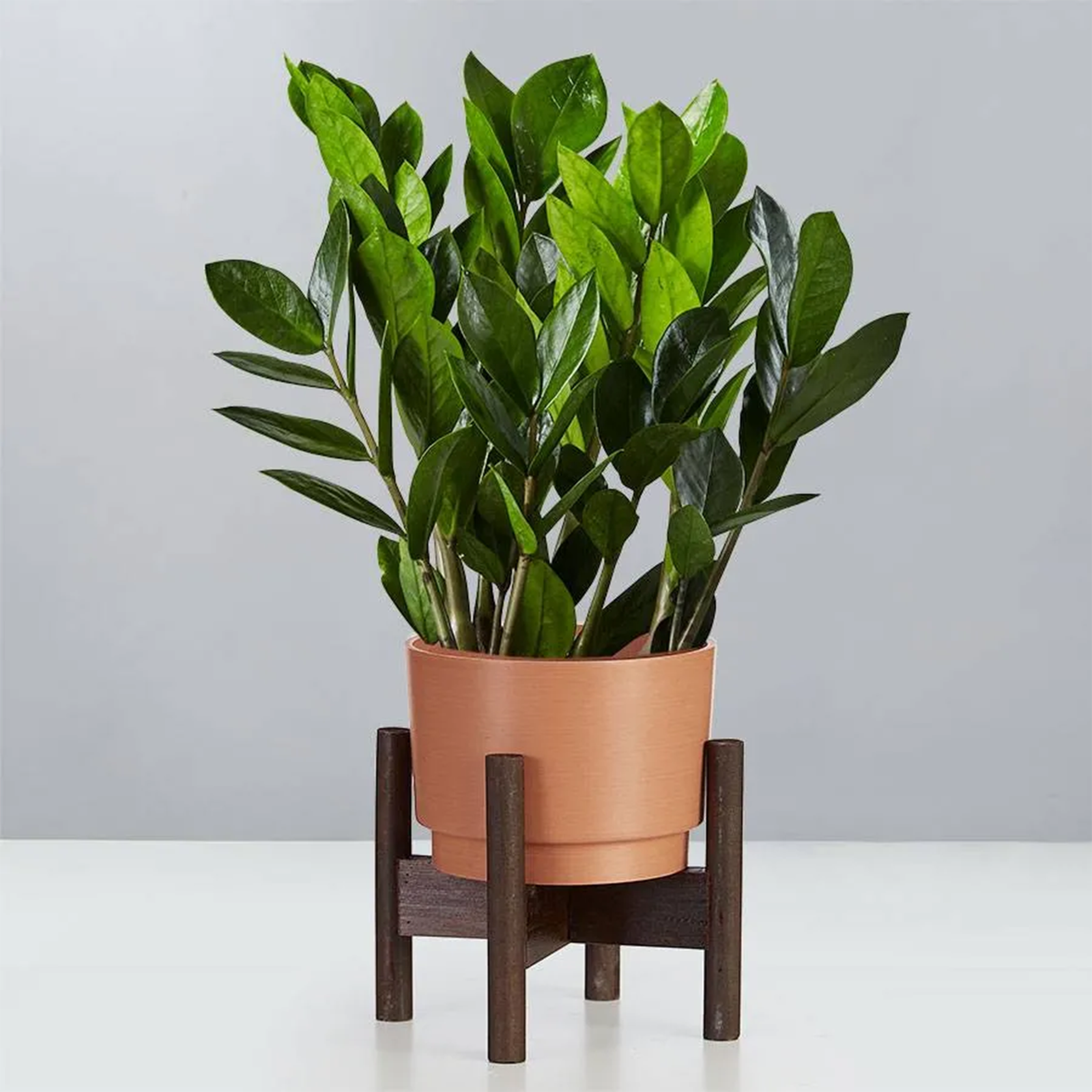 Plants.com ZZ Plant by Dwell - Dwell